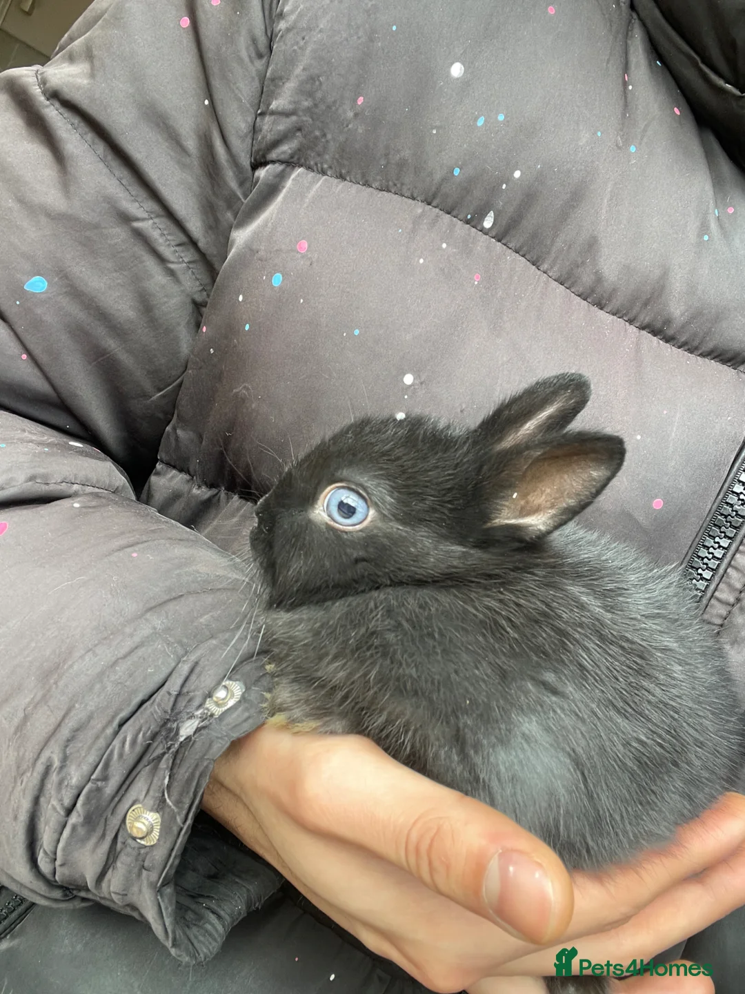 Netherland Dwarf rabbits for sale: Pure Netherland Dwarf in London - Advert 2