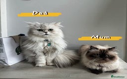 Persian cats for sale: 🐾Fluffy Chinchilla Persian kittens for Sale🐾 - Image 22