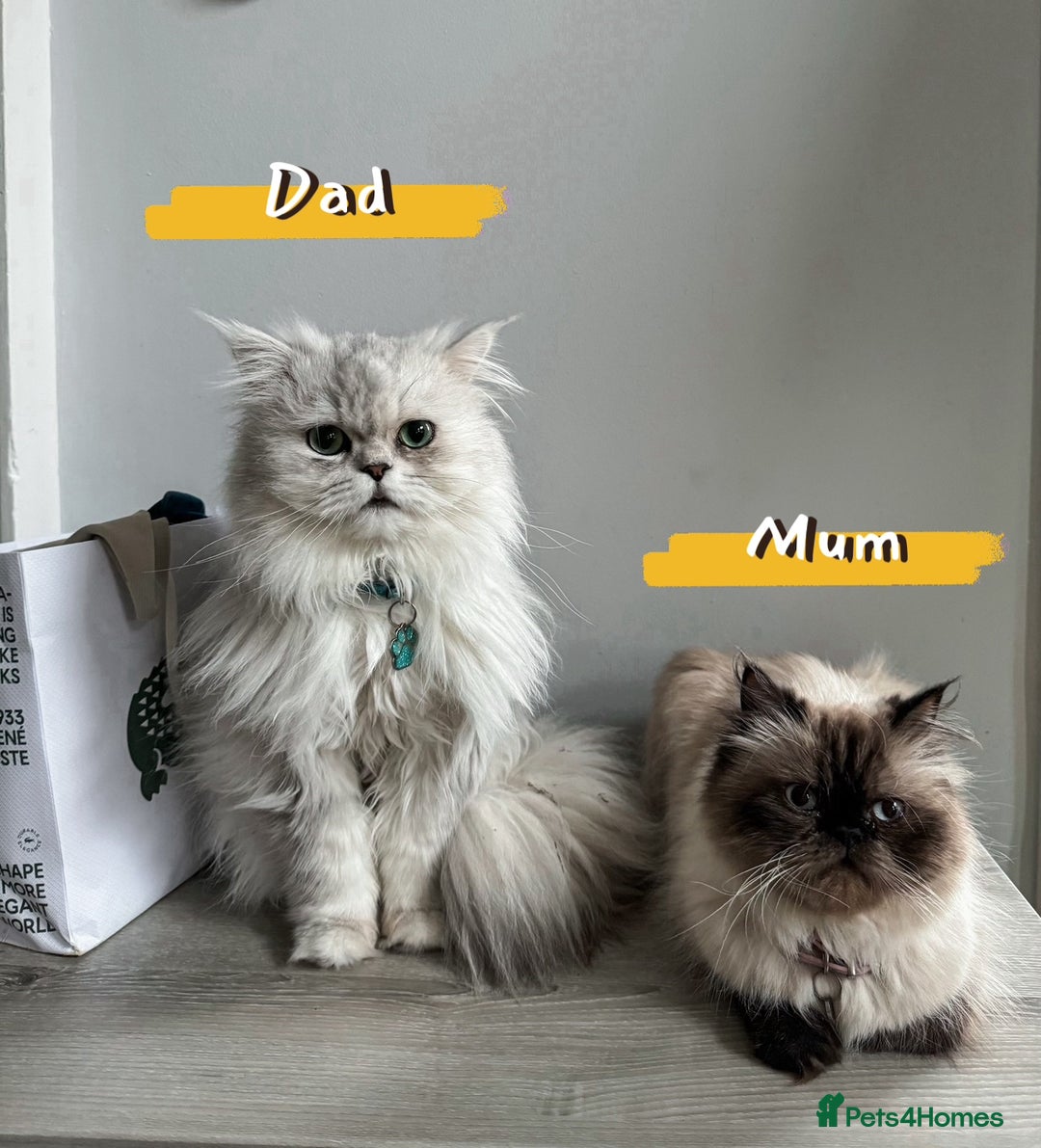 Persian cats for sale: 🐾Fluffy Chinchilla Persian kittens for Sale🐾 - Image 22