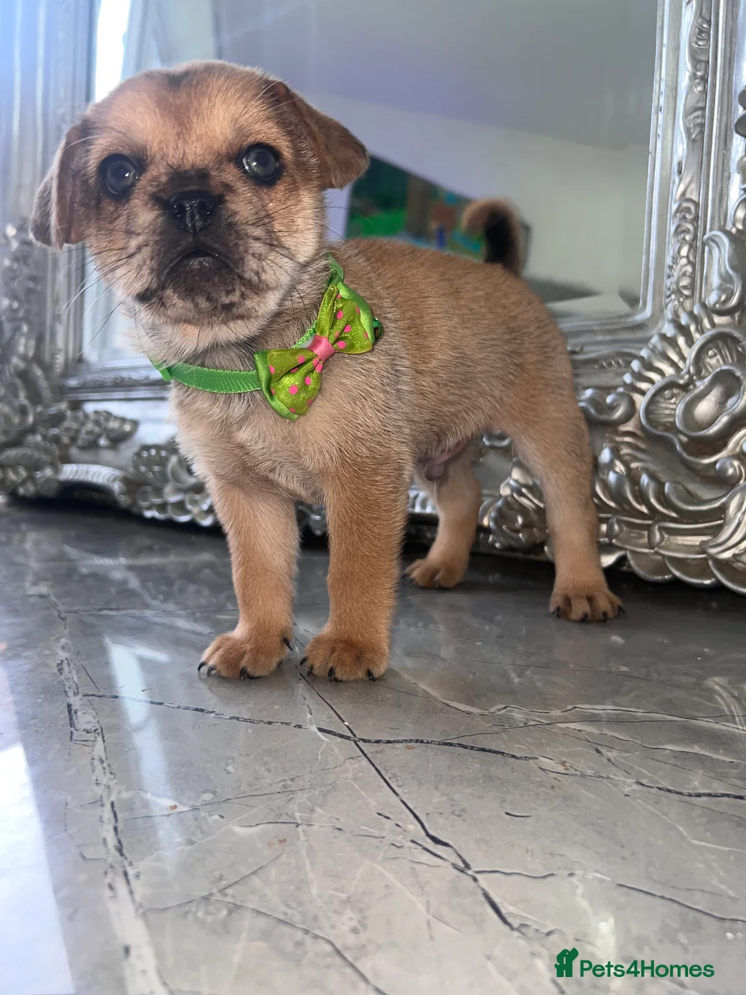 Mixed Breed dogs for sale: Chow Chow × Puppies  - Advert 12