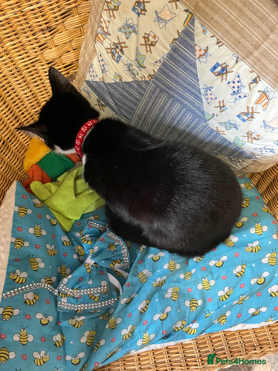 Mixed Breed cats for sale: male cat - Advert 2