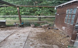 Mixed Breed birds for sale: Indian Blue peacocks  - Image 2