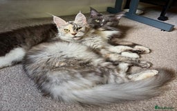 Maine Coon cats for sale: Beautiful RARE coloured Maine Coons - Image 26