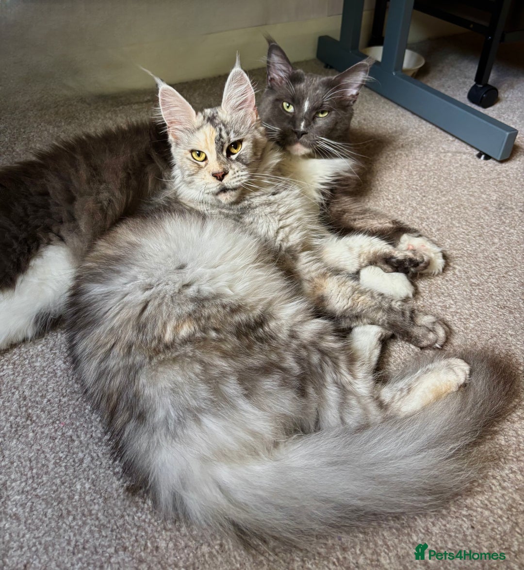 Maine Coon cats for sale: Beautiful RARE coloured Maine Coons - Image 26