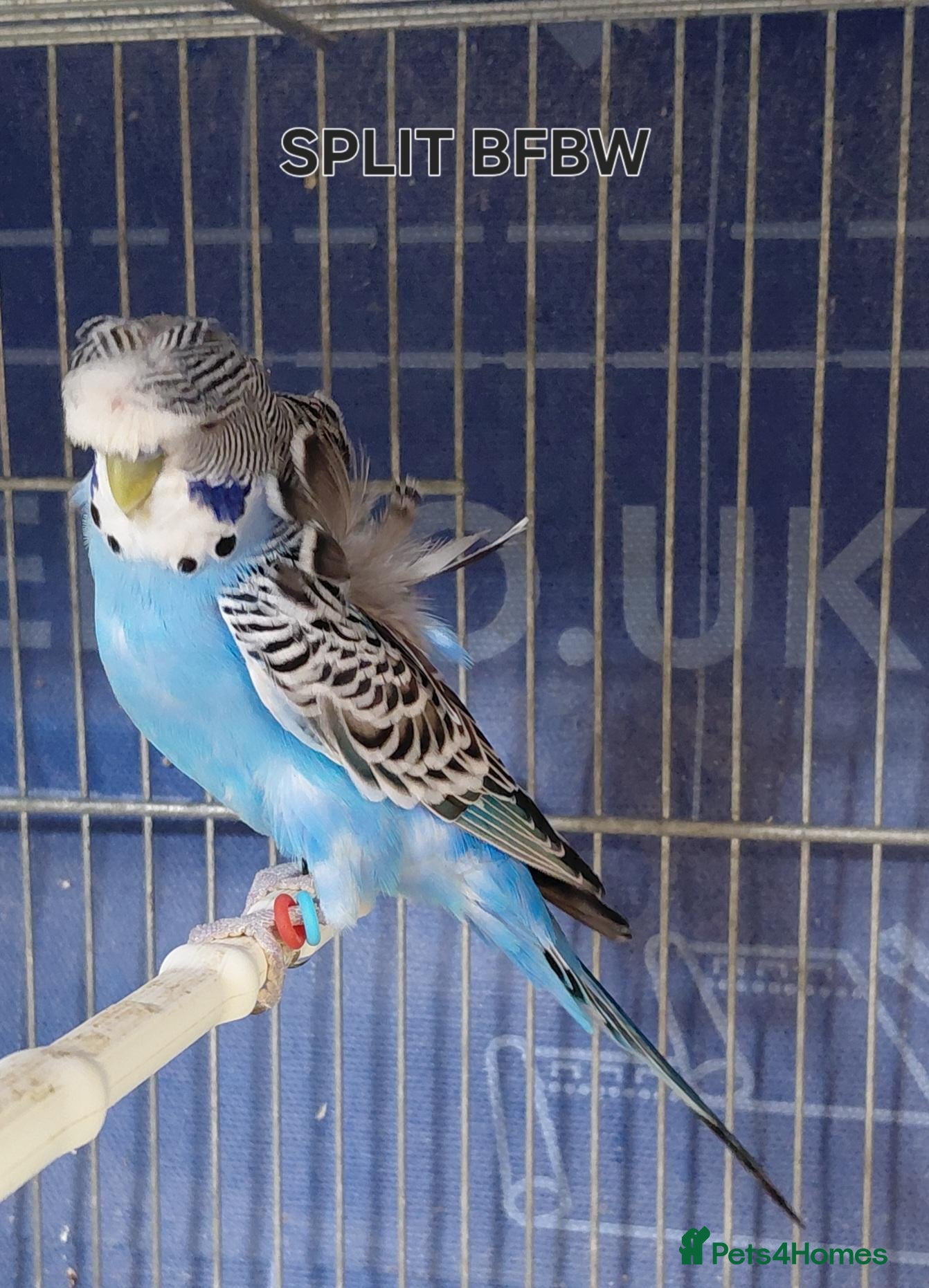 Budgerigars birds Rare Budgies - Advert 1