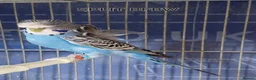 Budgerigars birds for sale: Rare Budgies - Advert 1