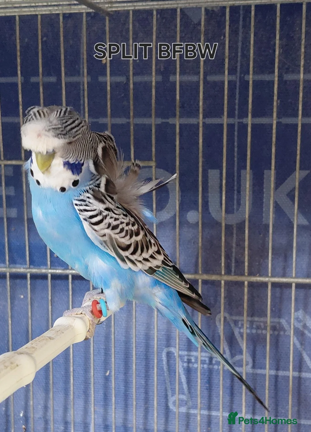 Budgerigars birds for sale: Rare Budgies - Advert 1