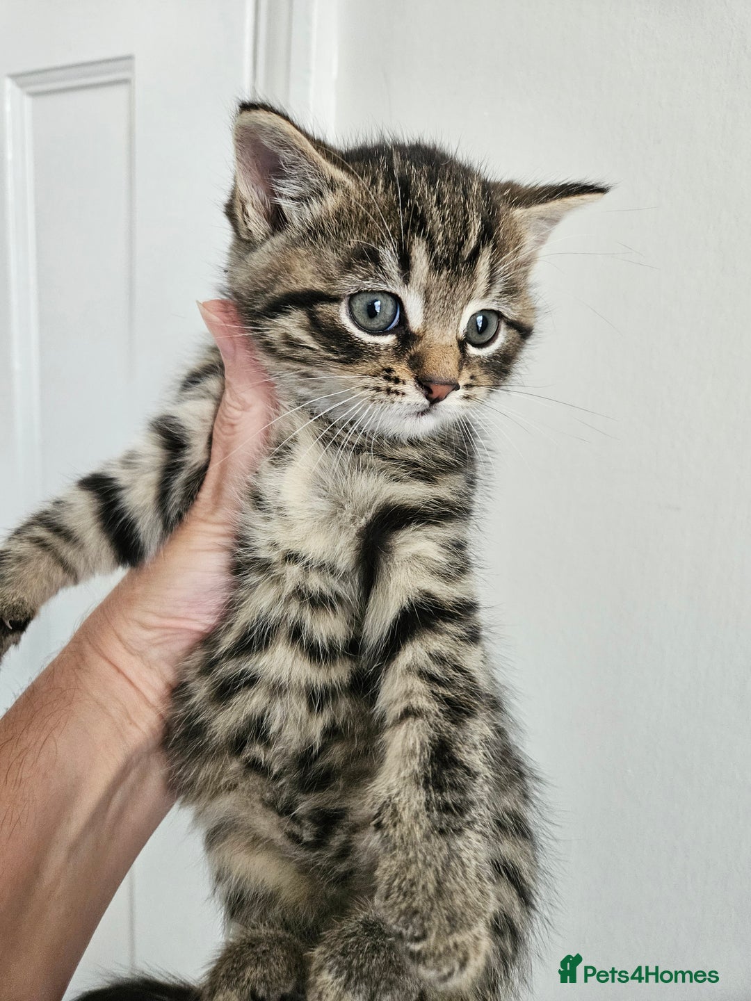 Mixed Breed cats for sale: Tabby Kittens 3 female 1 boy - Image 9