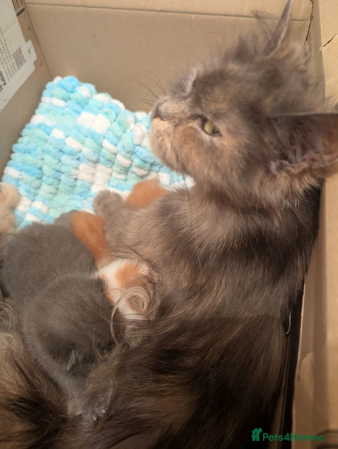 Mixed Breed cats for sale: Ragdoll/Persian mix kittens in Southampton - Advert 1