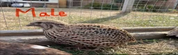 Quail poultry for sale: Piebald and Mixed Colours Coturnix Quails  - Advert 11