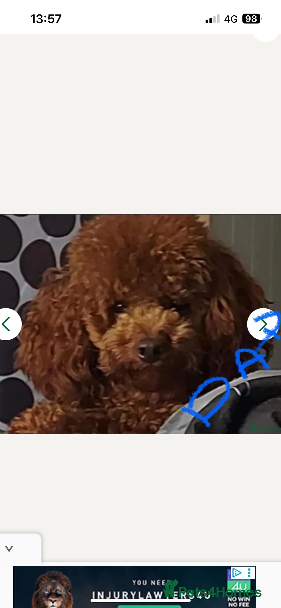 Toy Poodle dogs for sale: Red Toy Poodle  - Advert 13