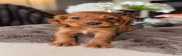 Cocker Spaniel dogs for sale: Dark red cocker pups - Advert 5