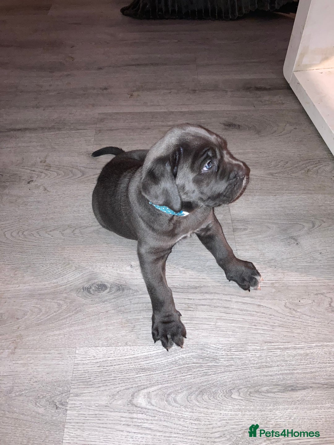 Cane Corso dogs for sale: Big furry floofballs - Advert 4