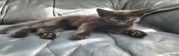 Mixed Breed cats for sale: 7 adorable kittens ready for a new home - Advert 6