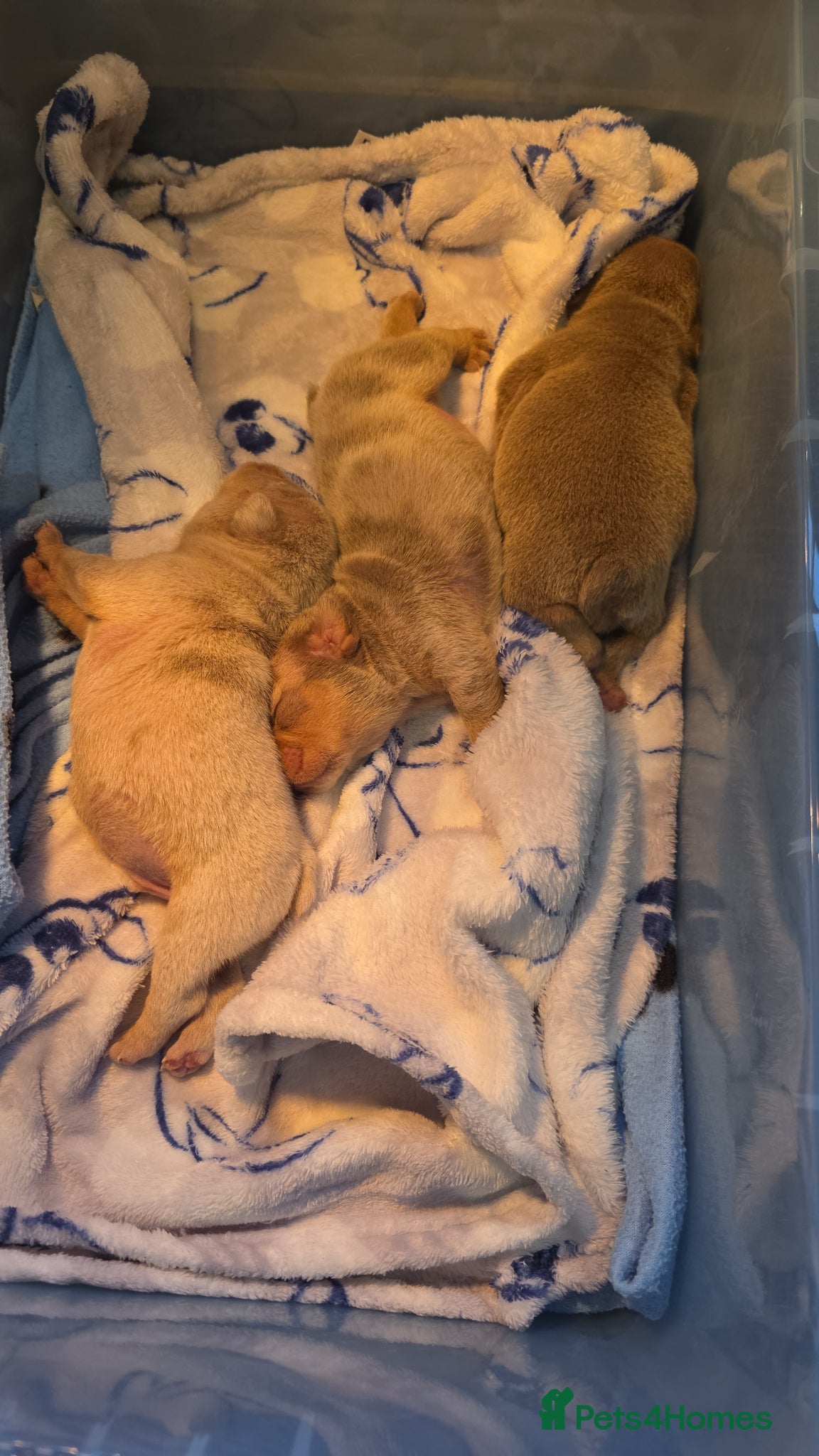 English Bulldog dogs Kc reg bulldog puppies  - Advert 9