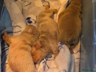 English Bulldog dogs Kc reg bulldog puppies - Advert 9