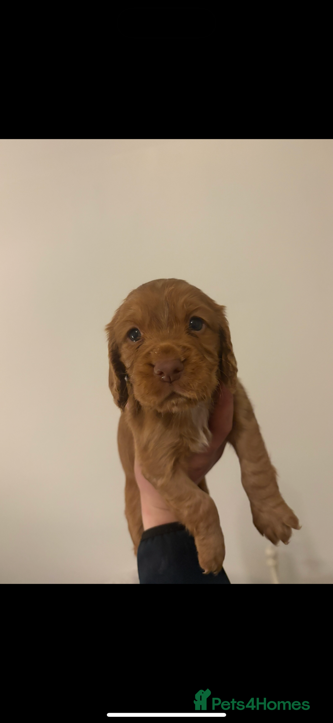 Cocker Spaniel dogs for sale: FOX RED WORKING COCKER SPANIEL PUPS - Advert 7