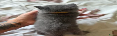 British Shorthair Kitten 3