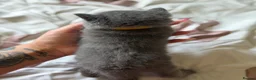 British Shorthair cats for sale: British blue Kittens  - Advert 9