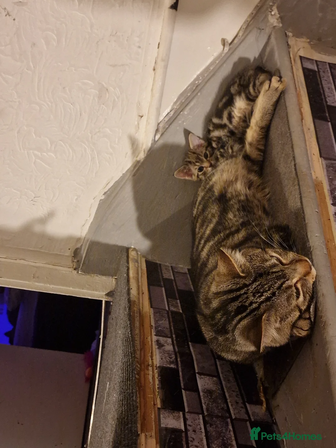 Mixed Breed cats for sale: 2 lovely kittens for sale  in Southampton - Advert 2