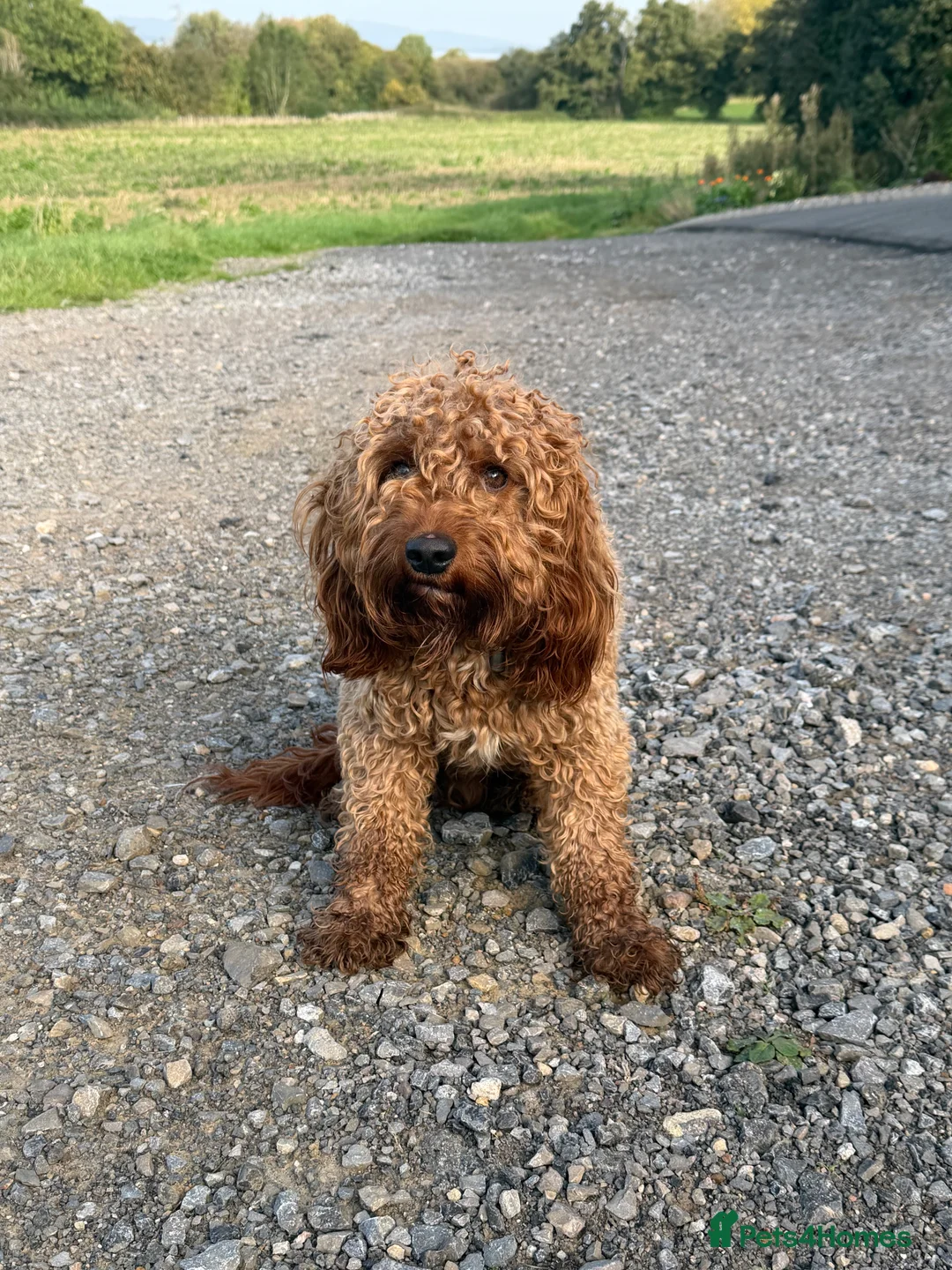 Cavapoo dogs for sale: Cavapoo - Advert 1