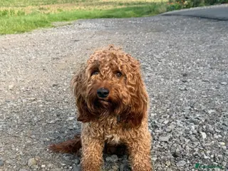 Cavapoo dogs Cavapoo - Advert 1