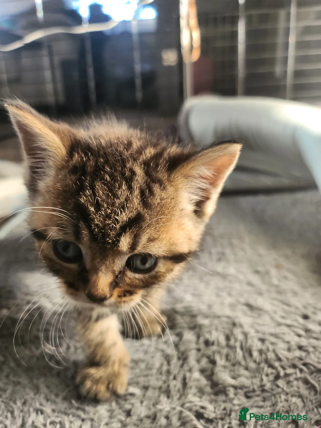 British Shorthair cats for sale: The cutest kittens!! - Advert 21