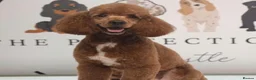 Bordoodle dogs for sale: Beautiful Merle Bordoodle puppies  - Advert 2