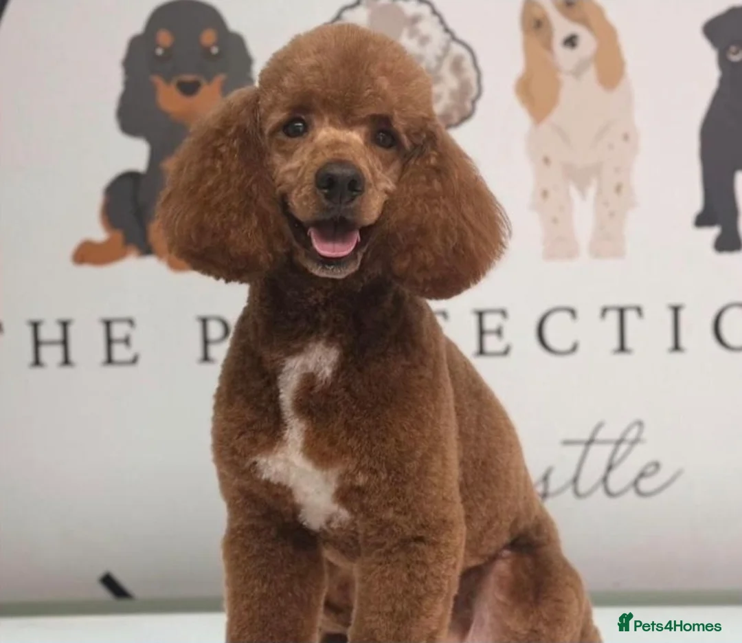 Bordoodle dogs for sale: Beautiful Merle Bordoodle puppies  - Advert 2