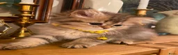 British Longhair cats for sale: British longhair  - Advert 28