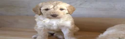 Australian Labradoodle dogs for sale: 🌈 Dark Chocolate (phantom) & Cream Girls ❤️ - Advert 35