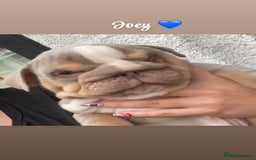English Bulldog dogs for sale: English bulldog puppies  - Image 15