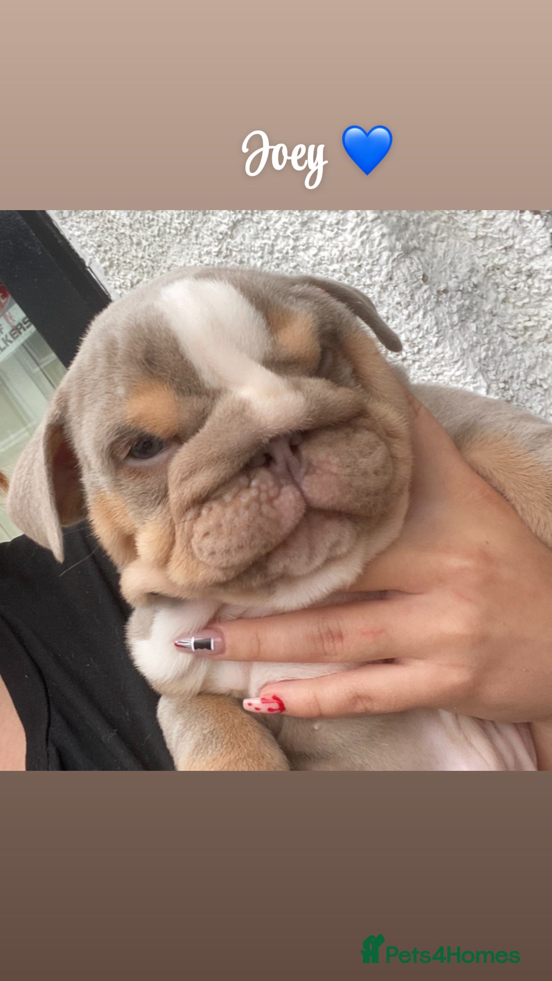 English Bulldog dogs for sale: English bulldog puppies  - Image 15