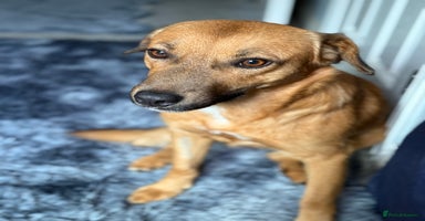 Mixed Breed dogs - Advert 16
