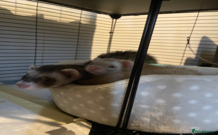 Ferret rodents - Advert 13