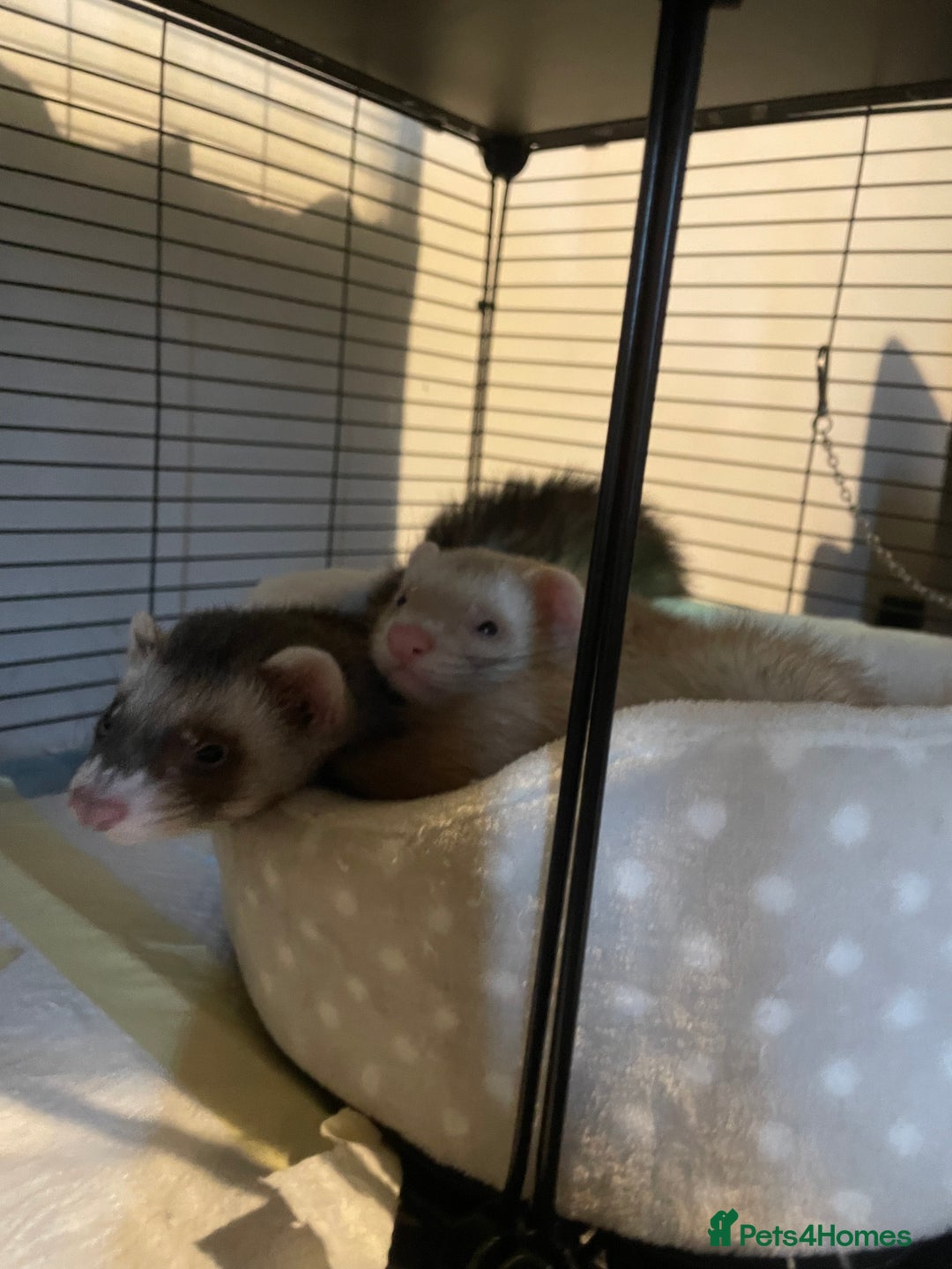 Ferret rodents for sale: 2 male ferret hobs  - Image 1