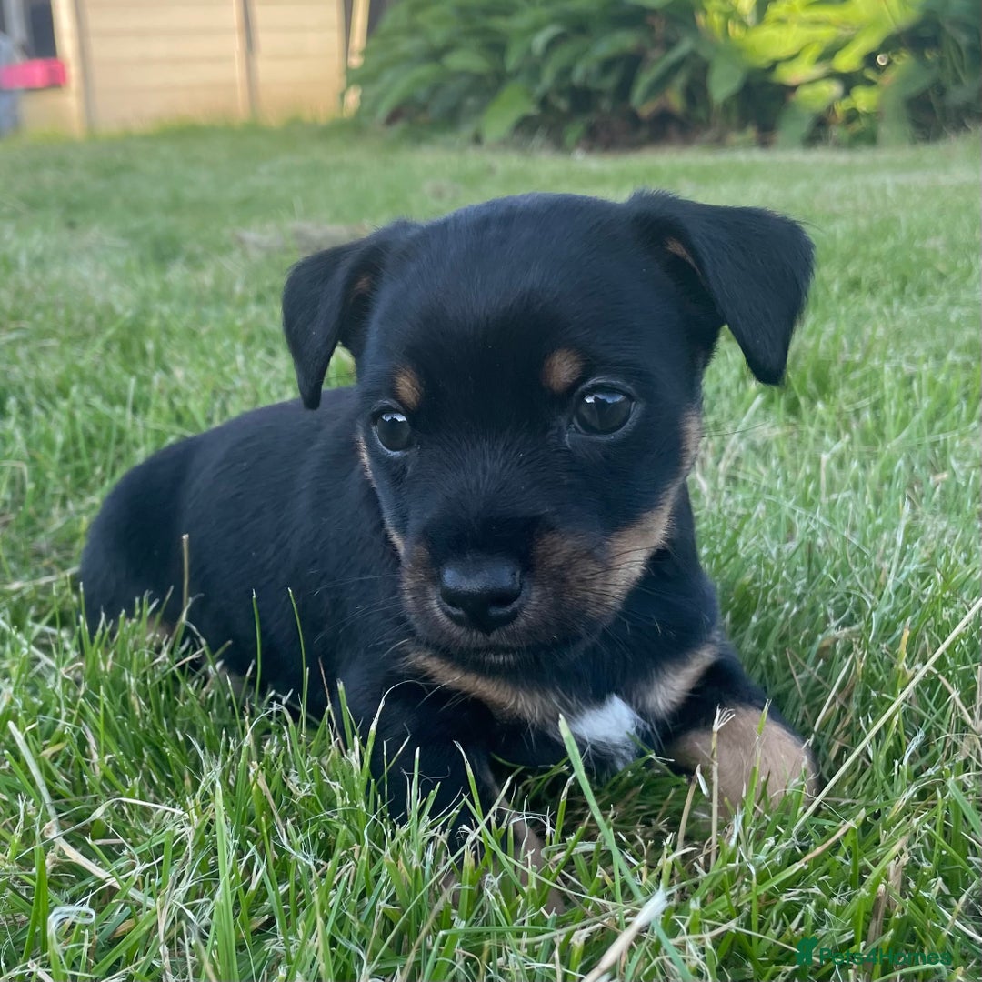 Jack Russell dogs for sale: Black & Tan Jack Russells (small strain) - Image 1