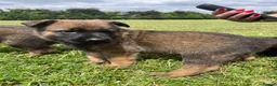 German Shepherd dogs for sale: German shepherd in Plymouth - Advert 2
