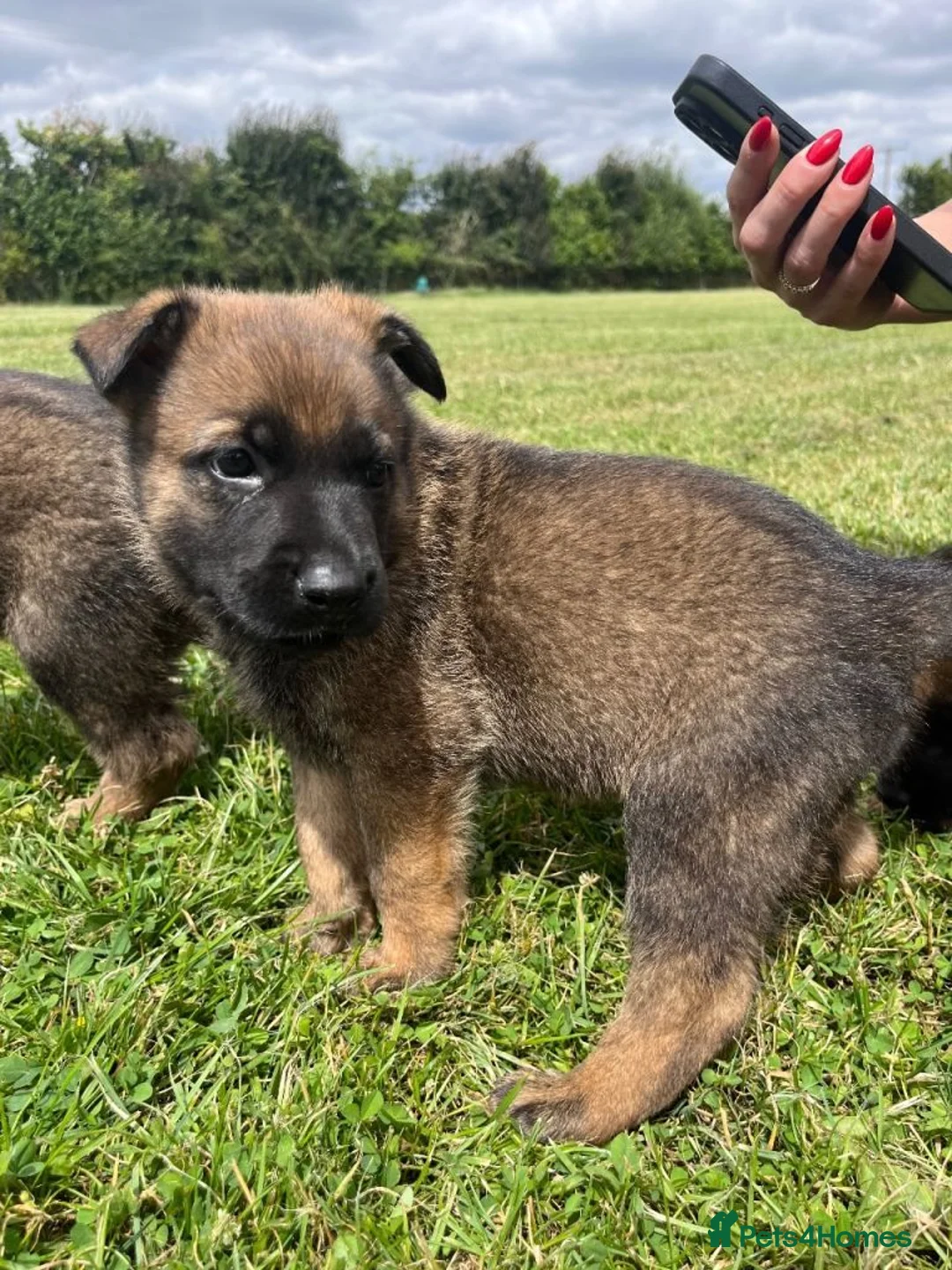German Shepherd dogs for sale: German shepherd in Plymouth - Advert 2