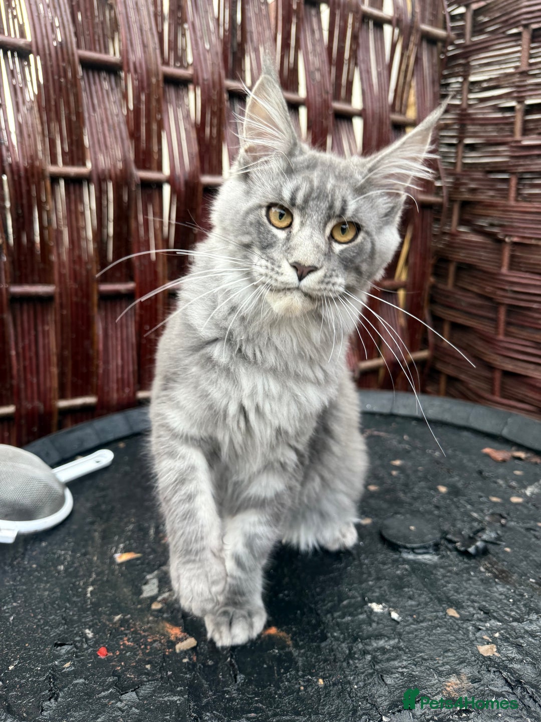 Maine Coon cats for sale: Polydactyl and non polydactyl kittens  - Advert 5