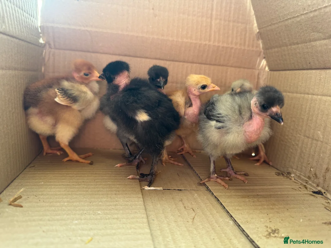 Chickens poultry for sale: Day old chick due to hatch on the 11/05/26 - Advert 2