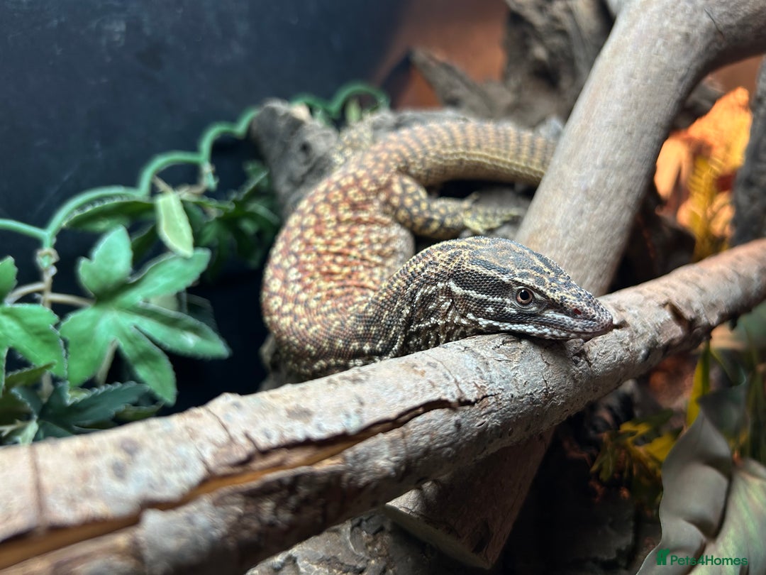Monitor reptiles for sale: RED ACKIE MONITOR FOR SALE  - Image 3