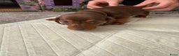 Miniature Dachshund dogs for sale: Miniature Dachshund's   - Advert 33