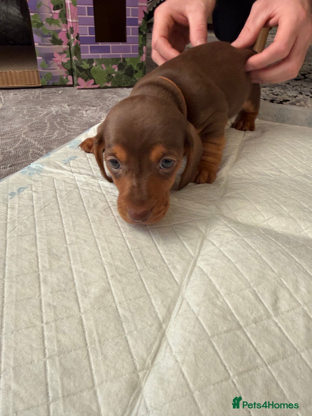 Miniature Dachshund dogs for sale: Miniature Dachshund's   - Advert 33