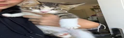 Mixed Breed cats for sale: BSH mixed breed kittens - Advert 2