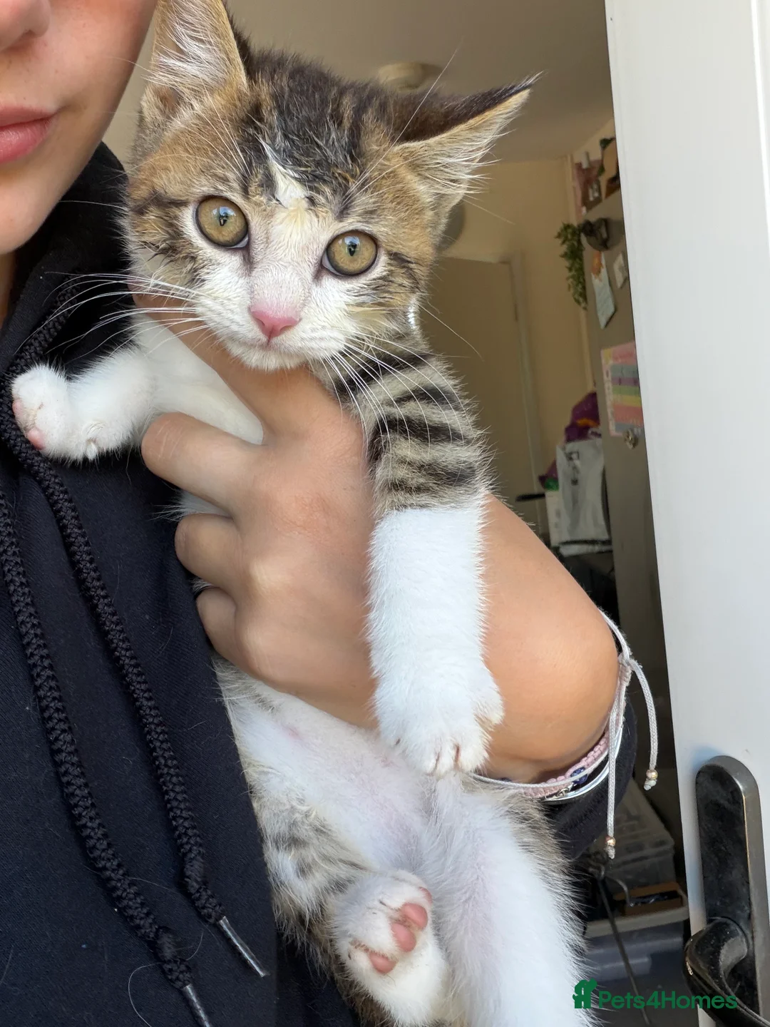 Mixed Breed cats for sale: BSH mixed breed kittens - Advert 2