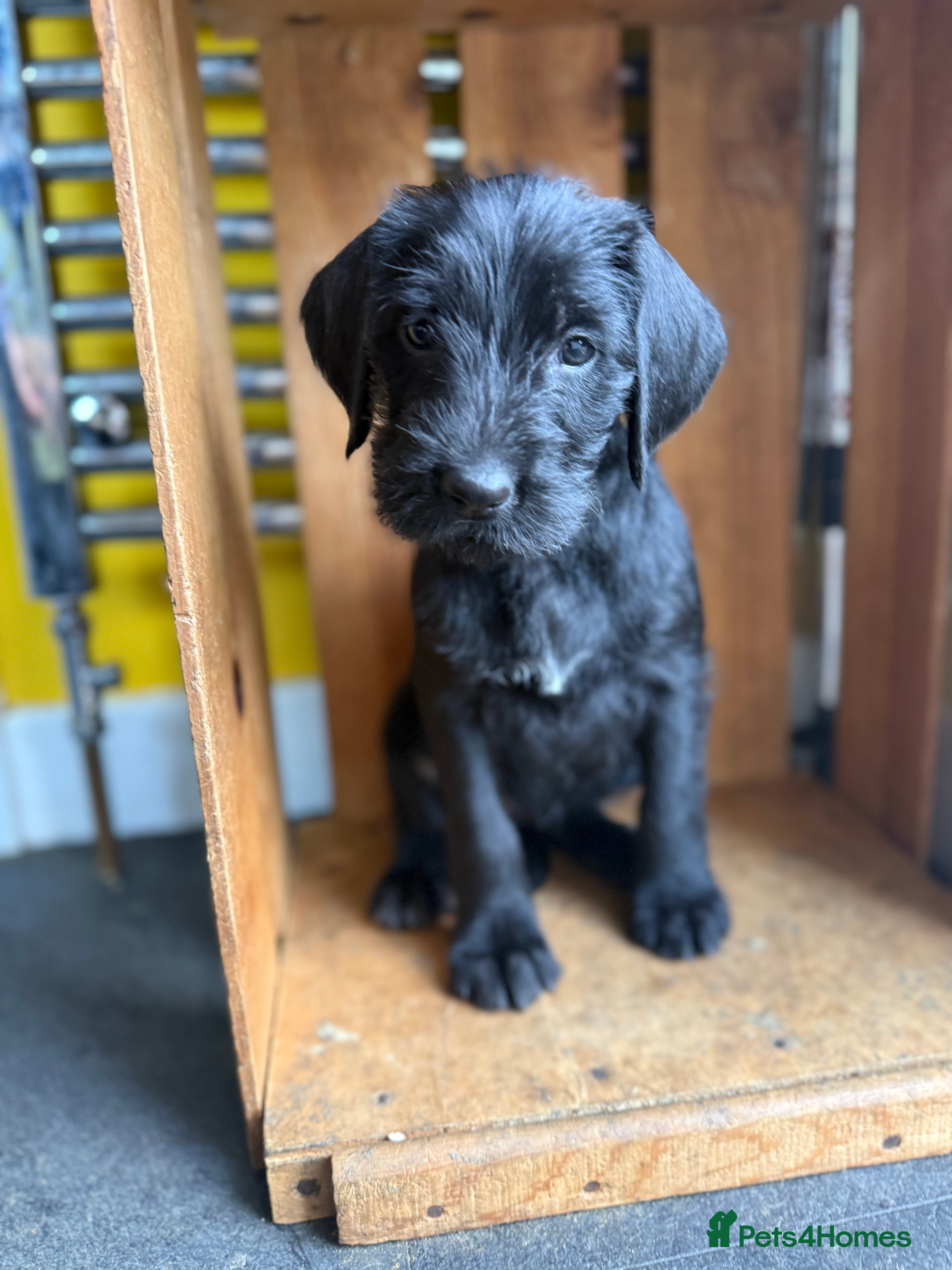 Mixed Breed dogs Pointervizsladoos -Stunning litter  - Advert 2