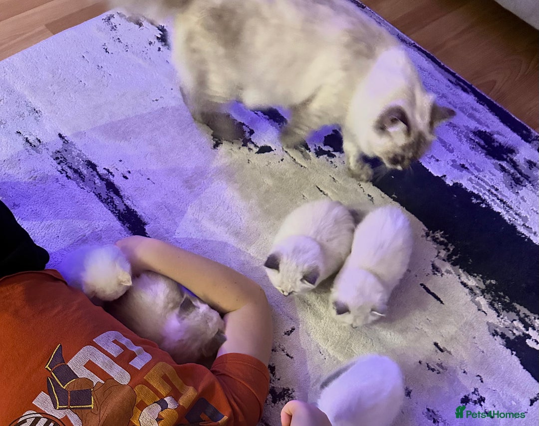 Siberian cats for sale: Neva Masquerade × Ragdoll Kittens – Hypoallergenic - Advert 6