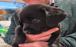 Labrador Retriever dogs for sale: Labrador puppies -1 black girl & 3 black boys left - Image 31