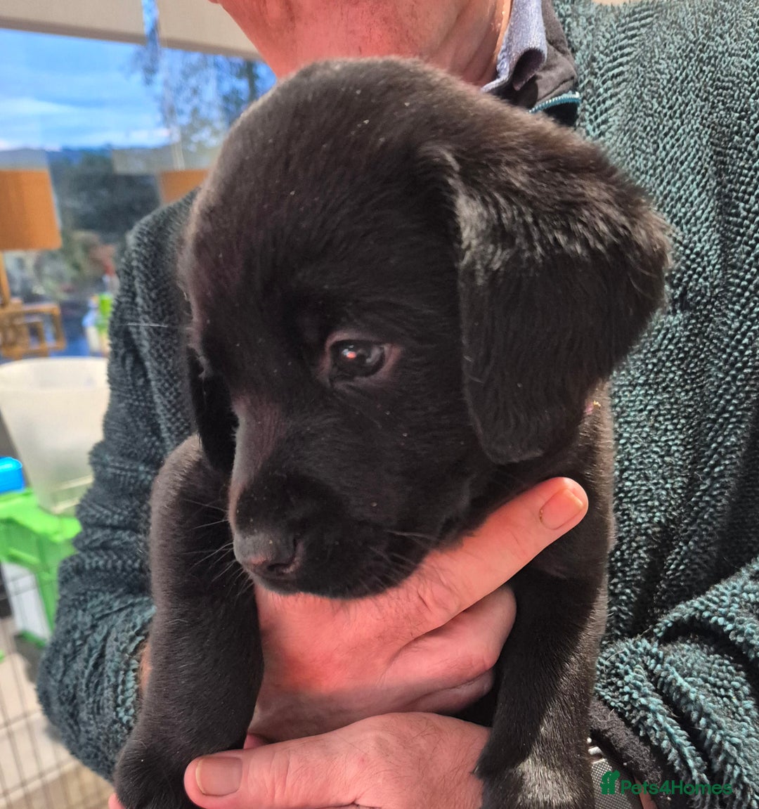 Labrador Retriever dogs for sale: Labrador puppies -1 black girl & 3 black boys left - Image 31